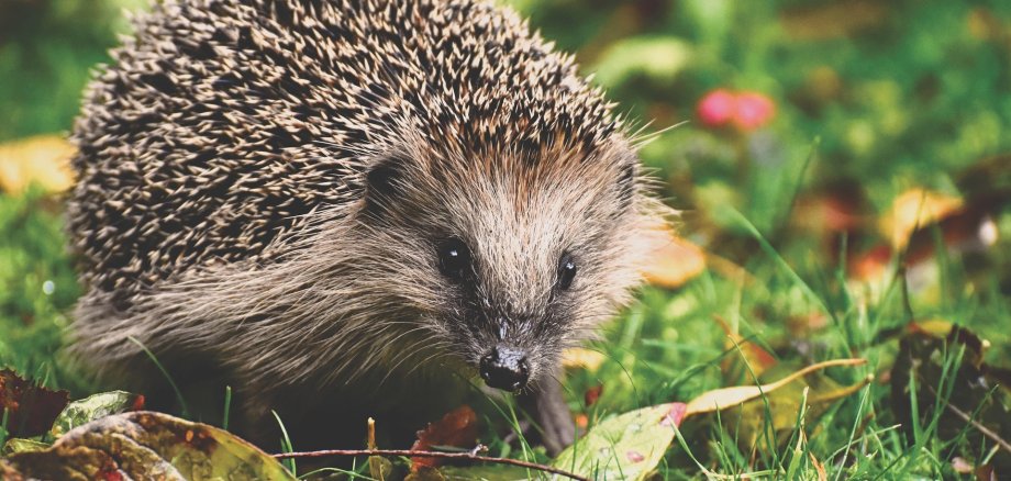 Hedgehogs in the garden