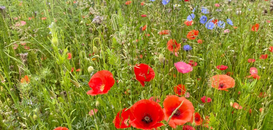 Flowering meadow