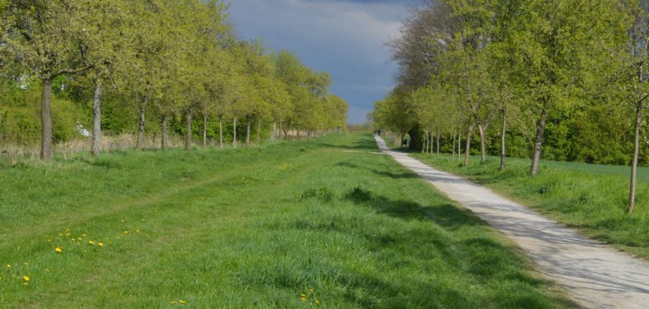 Plum avenue