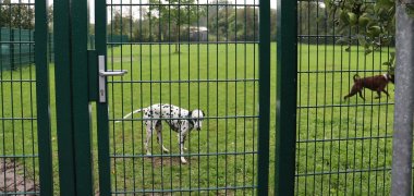 Hunde in der eingezäunten Auslauffläche