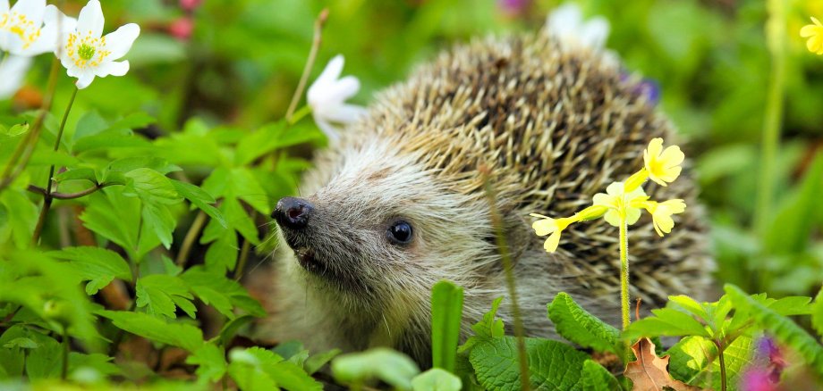 Igel im Garten