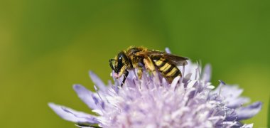 Insekt auf Blüte