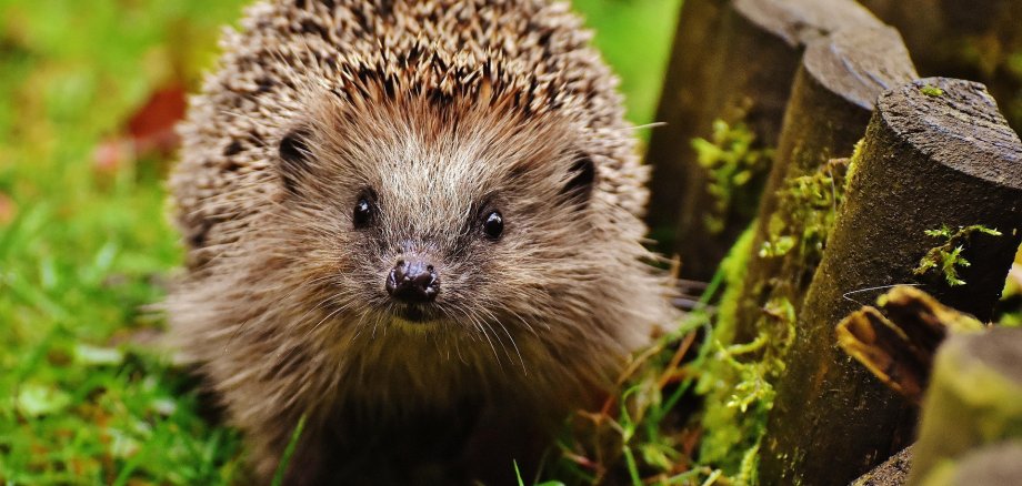 Igel im satten Gras