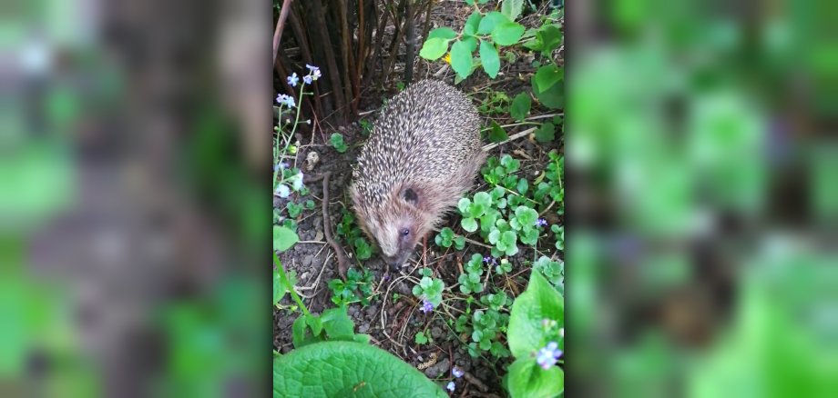 Igel im Garten
